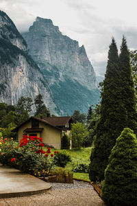 Chalet courtyard, lauterbrunnen valley, swiss alps. village in mountains. garden, flowers and rocks.