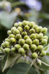 Close-up of buds on plant