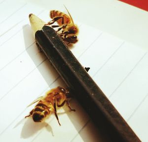 Close-up of insect