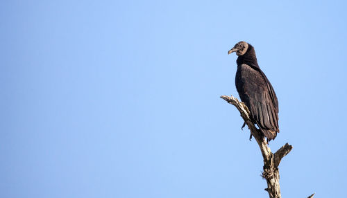 American black vulture coragyps atratus at the myakka river state park in sarasota, florida
