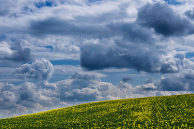 Scenic view of oilseed rape field against cloudy sky