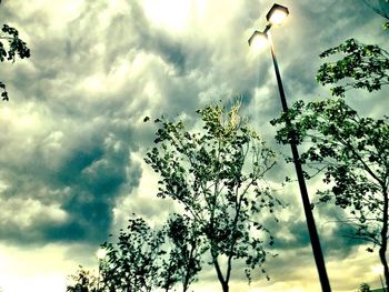 Low angle view of tree against sky