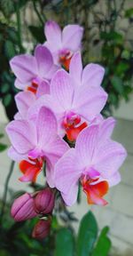 Close-up of pink flowering plant