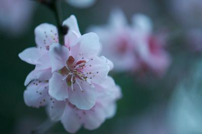 Close-up of beautiful flowers blooming in park