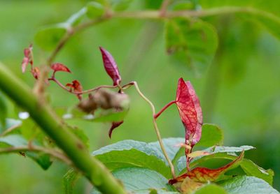 Close-up of plant