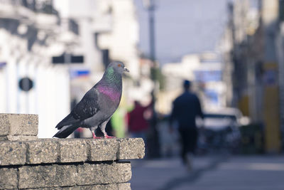 Bird perching on retaining wall