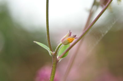 Close-up of pink flowering plant