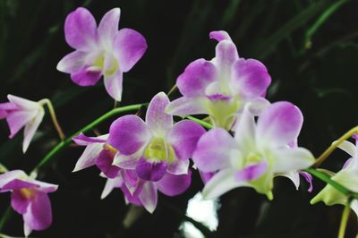 Close-up of pink orchid flowers