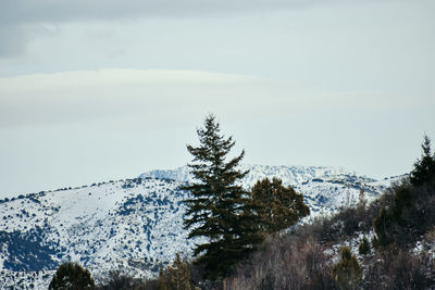 Pine trees on snowcapped mountain against sky