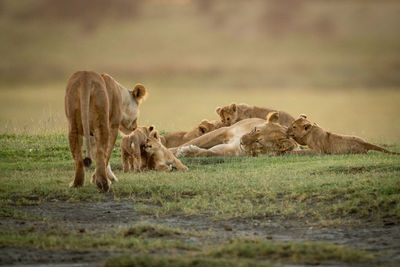 Lioness approaches another lying with five cubs