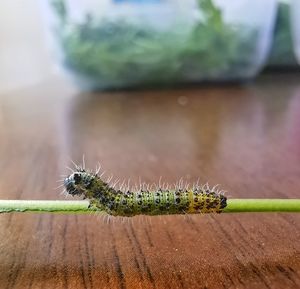 Close-up of caterpillar on plant