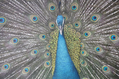Full frame shot of fanned out peacock