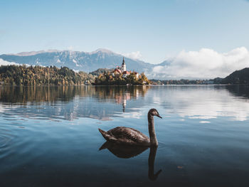 Duck swimming in lake