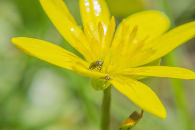 Close-up of bee pollinating on yellow flower