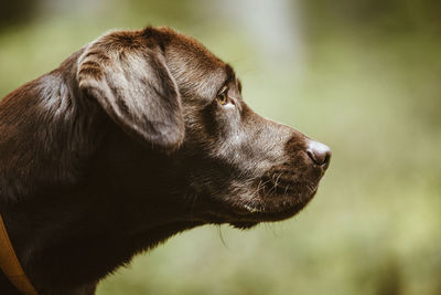 Close-up of dog