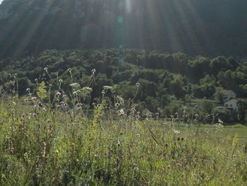 Plants growing on land