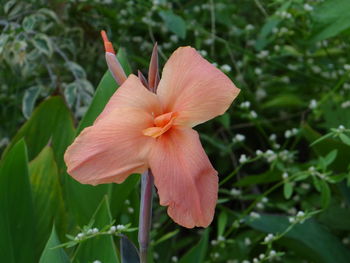 Close-up of red flower