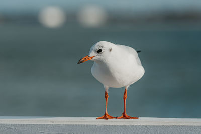 Close-up of seagull perching on retaining wall