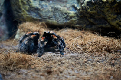 Close up of mexican red knee tarantula