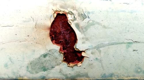 Close-up of damaged leaf on wall