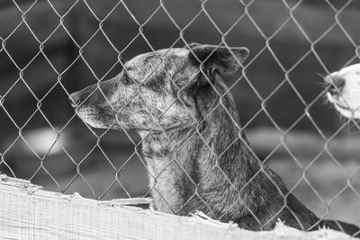 Close-up of cat behind fence in zoo