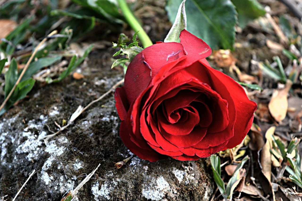 red, flower, close-up, petal, growth, fragility, high angle view, plant, freshness, focus on foreground, nature, flower head, beauty in nature, single flower, field, rose - flower, day, outdoors, no people, leaf