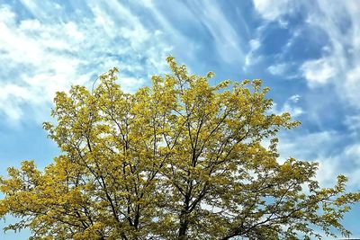 Low angle view of tree against sky