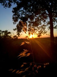 Close-up of silhouette tree against sky during sunset