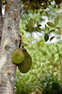 Close-up of leaves on tree