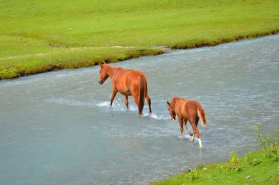 Horse standing in a field