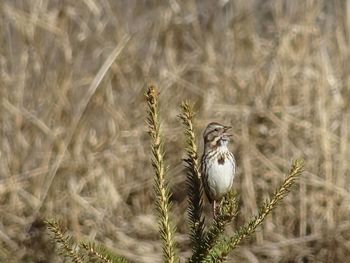 Close-up of a bird against blurred background
