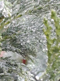 Close-up of wet tree branches