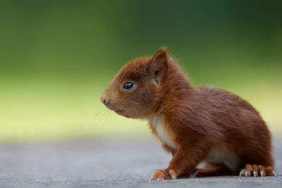 Close-up of a squirrel