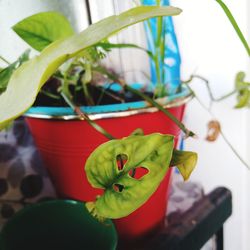 Close-up of potted plant