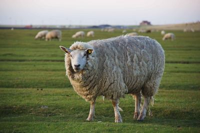 Sheep standing in a field