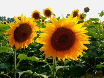 Close-up of sunflower on field