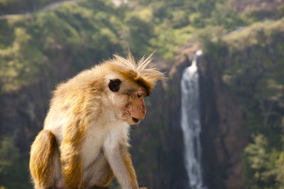 Close-up of monkey looking away