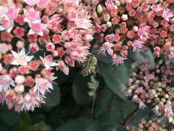 Close-up of pink flowers on tree