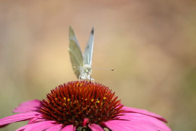 Close-up of butterfly pollinating on flower