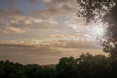 Low angle view of trees against sky during sunset