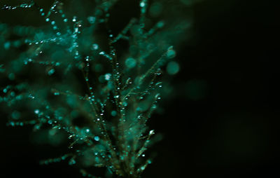 Close-up of water drops on leaf