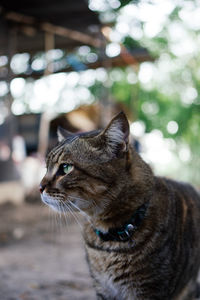 Close-up of a cat looking away