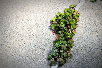 Plants growing in pond