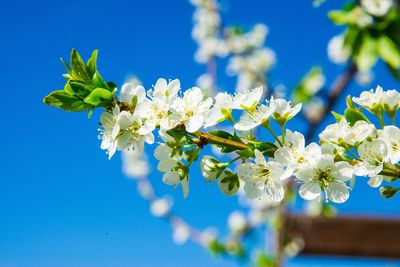 Close-up of cherry blossom
s against blue sky