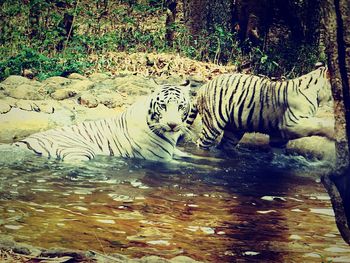 Zebras in water