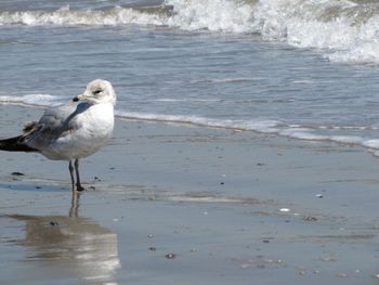 Seagull flying over sea