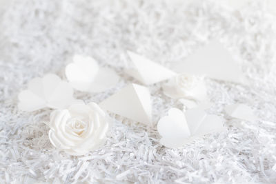 Close-up of white rose plant