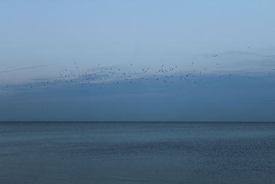 Flock of birds flying over sea