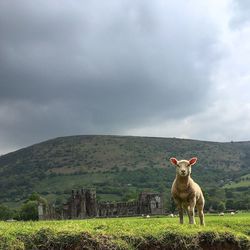 Sheep on field at llanthony priory against sky