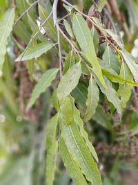 Close-up of fresh green plant in field